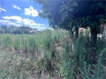 Image du bien API421955
